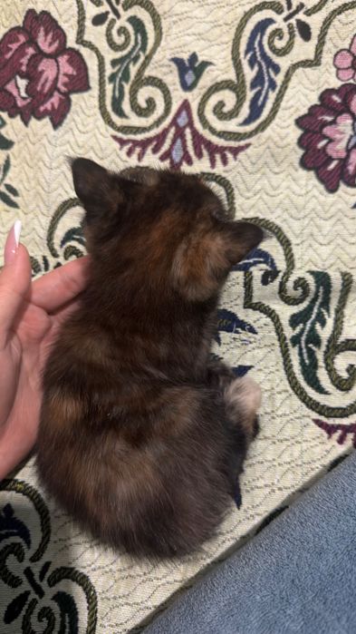 Маленькие котята