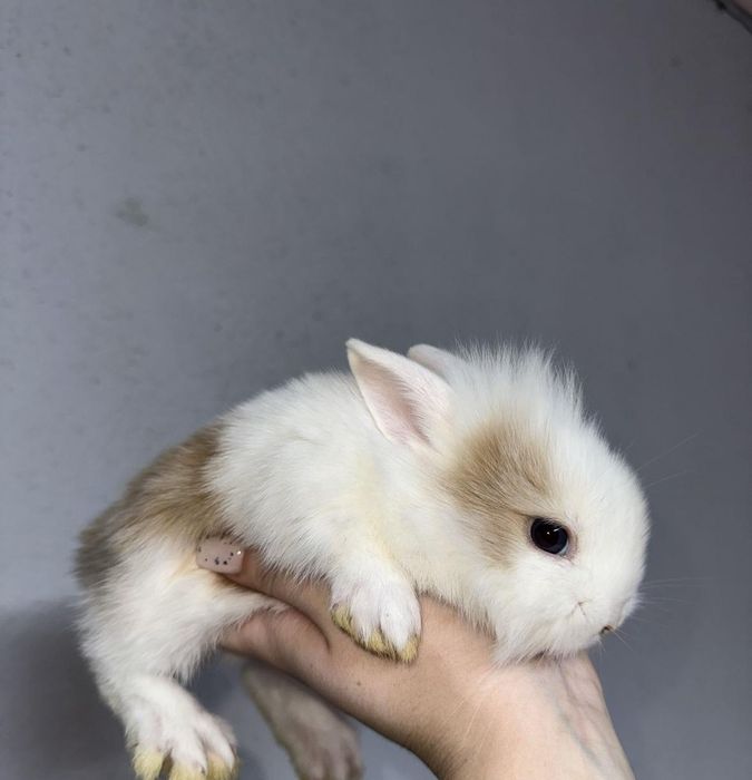 Кролики декоративные