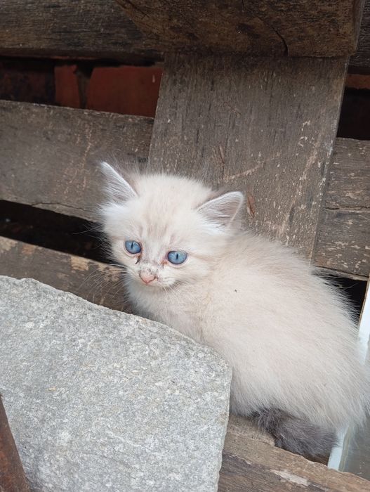 Отдам в добрые руки котят