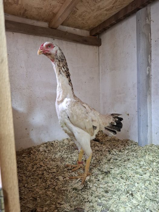 Дакан курица несётся