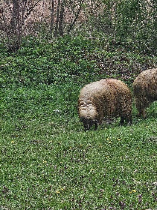 Oi de vanzare 2900 negociabil