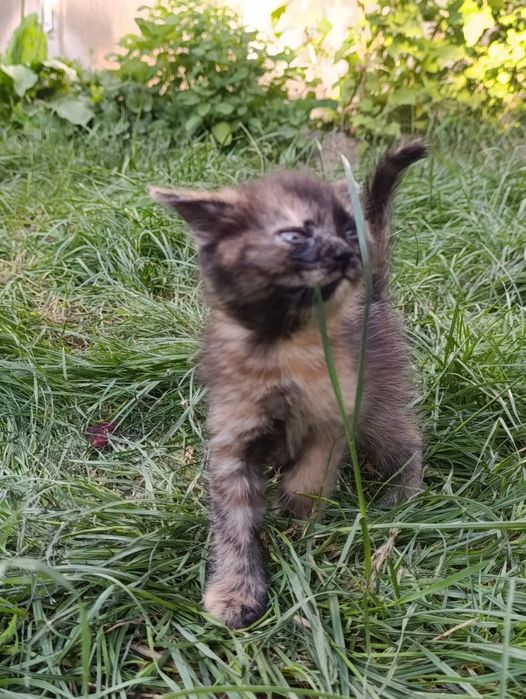 Бесплатно отдам котят