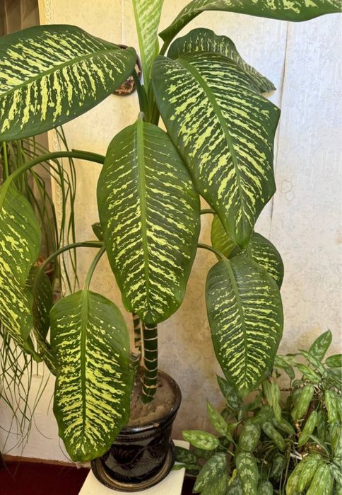 Цветы для офиса.