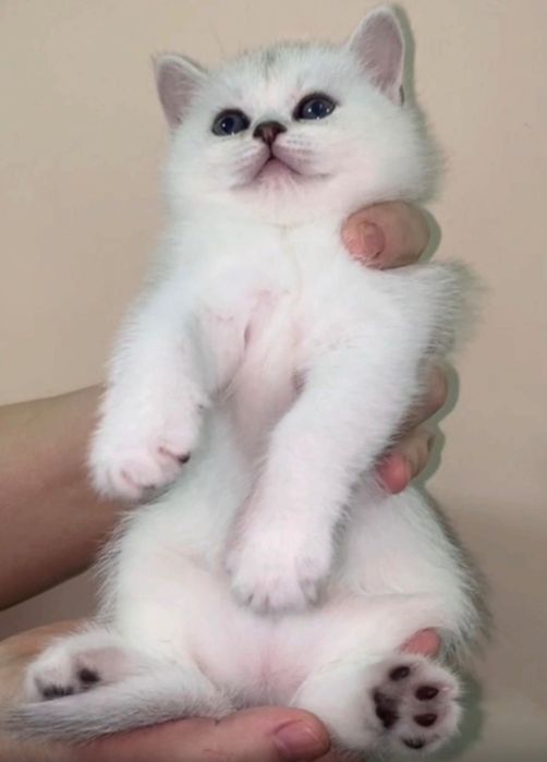 Чистокровные Котята Шоу Класса