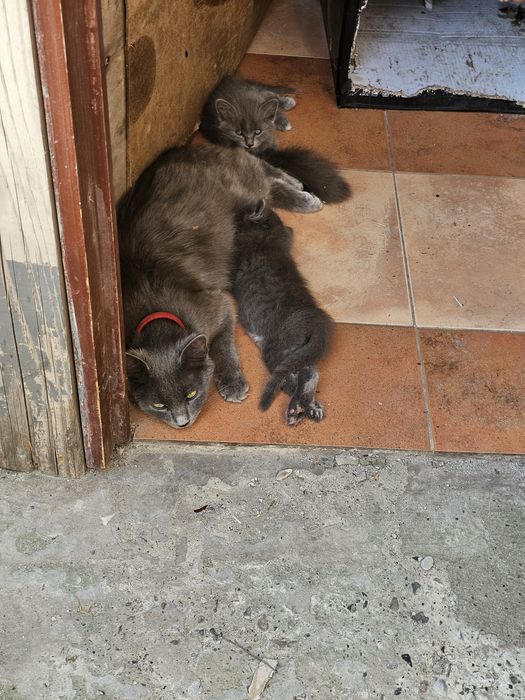 Sunt foarte frumoși și deștepți corcitură bermanez