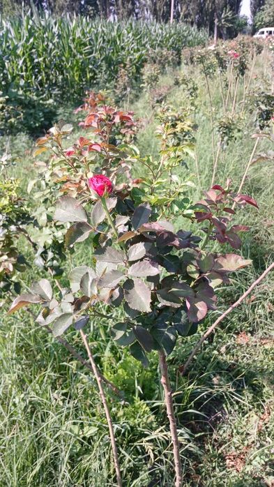 Metropka gul                      .