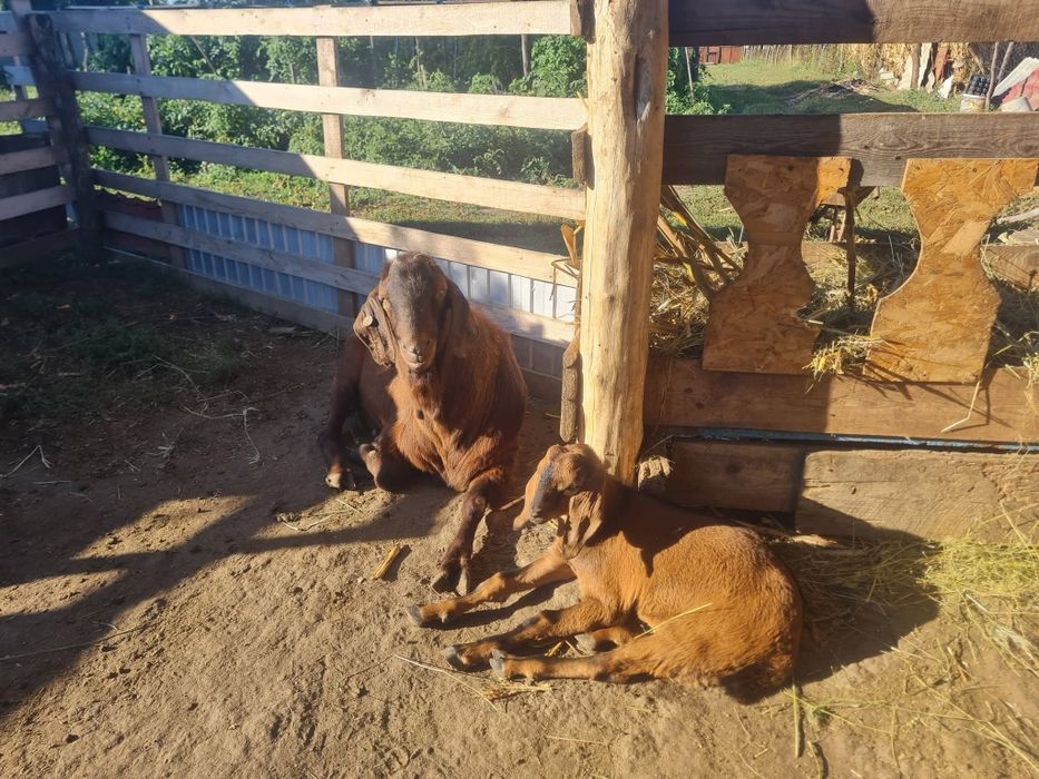 Vând Țap aglonubian
