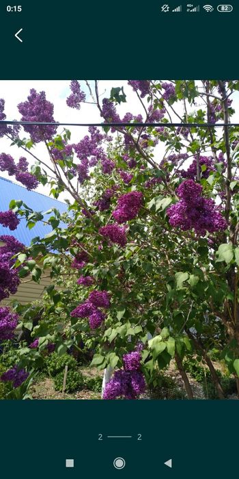 Продам королевскую сирень