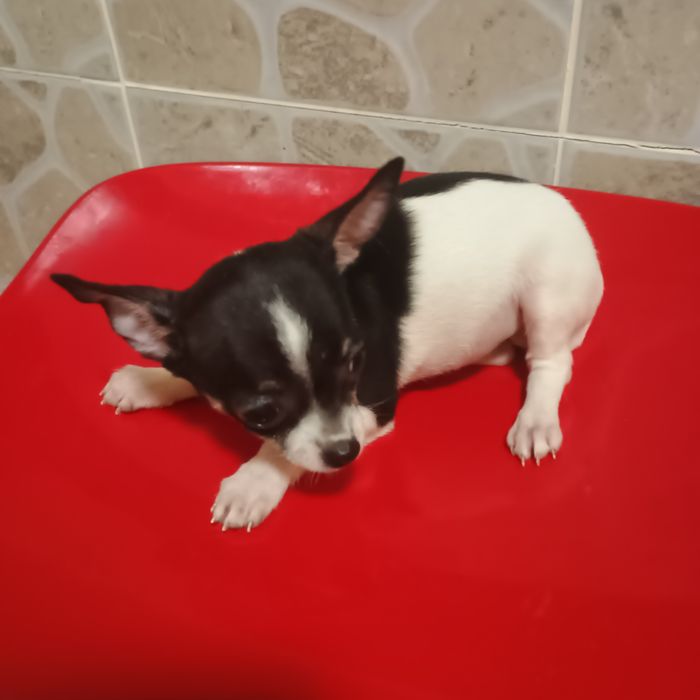 Cățeluș Chihuahua Mîni Yoy