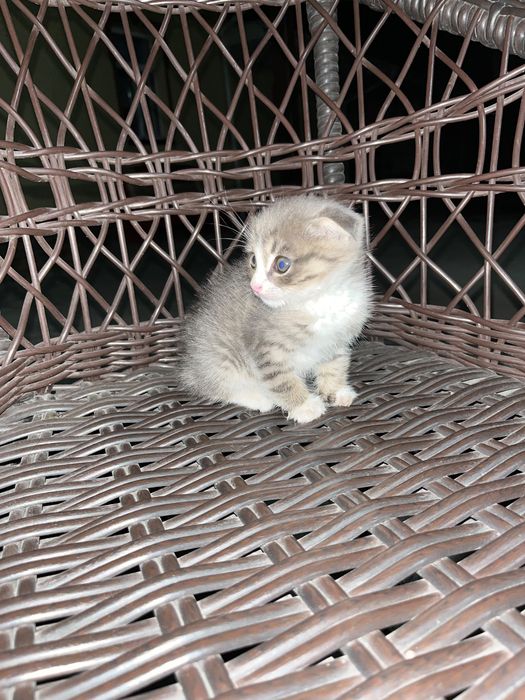 Кошка шотландский