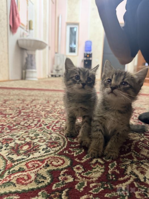 Котёнок мушук mushuk bolasi