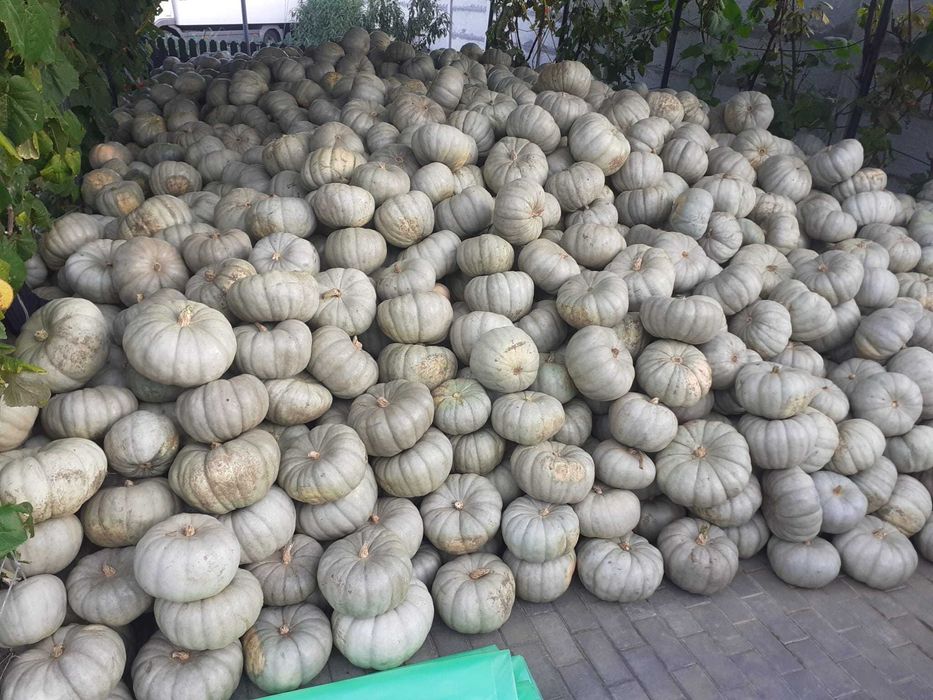 Dovleci Plăcintari