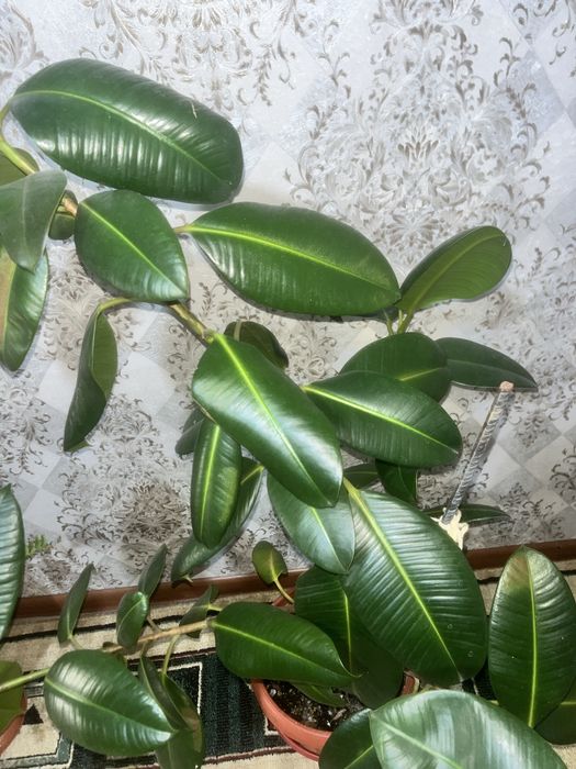 Фикус цветы  15 тысяч тенге