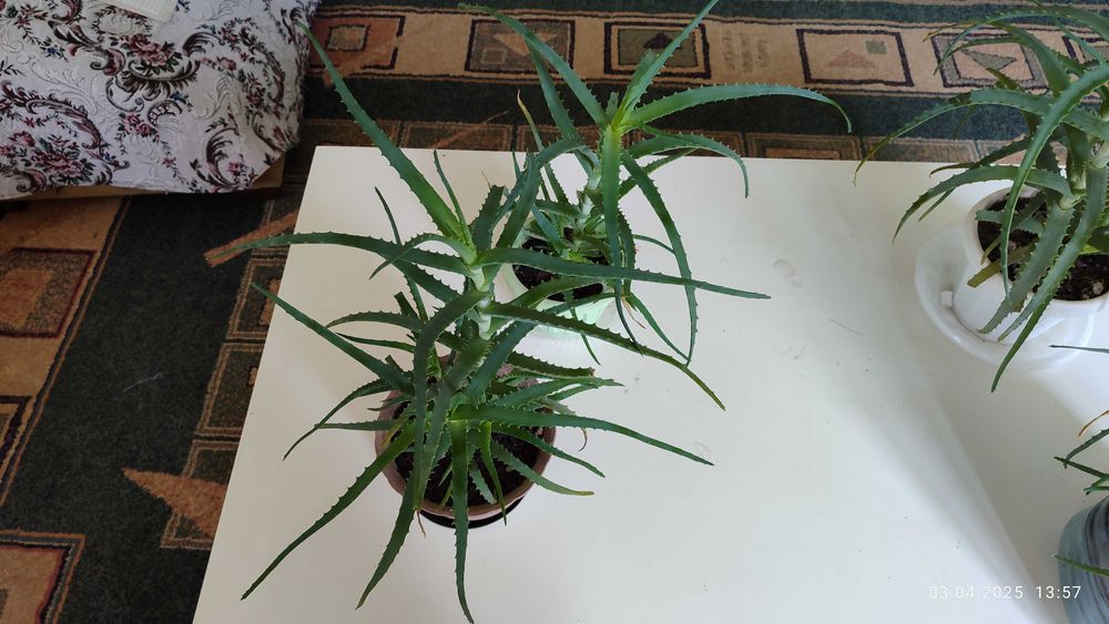 Продам Алоэ столетник