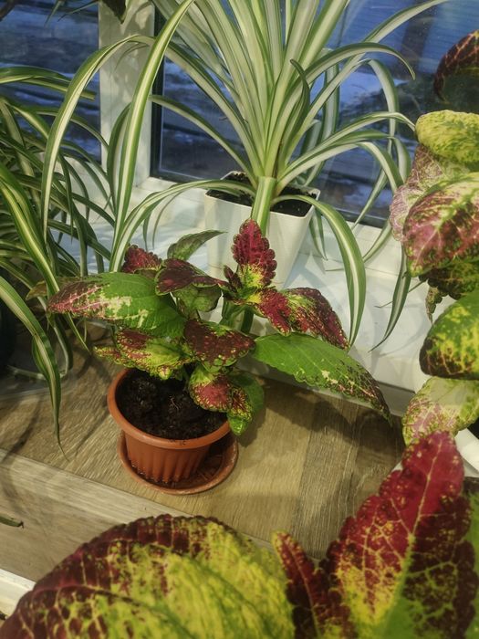 продам цветы для школы