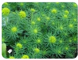 Молочай  кипарисовый