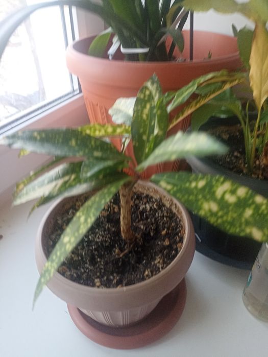 Комнатный цветок кротон