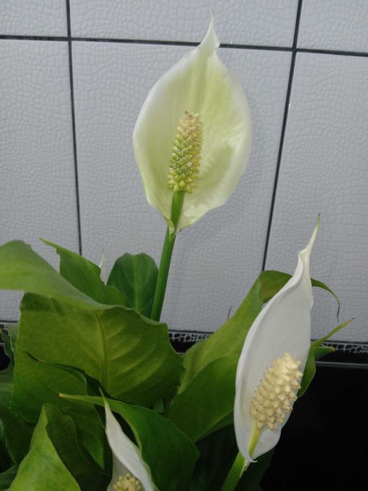 Продам цветок Женское счастье