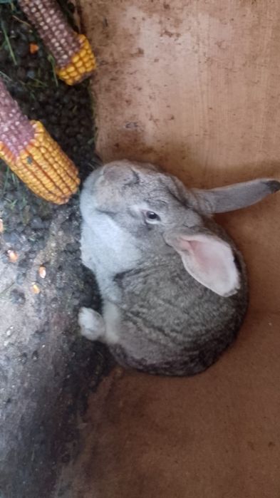 Iepurite de 1 an și 3 luni