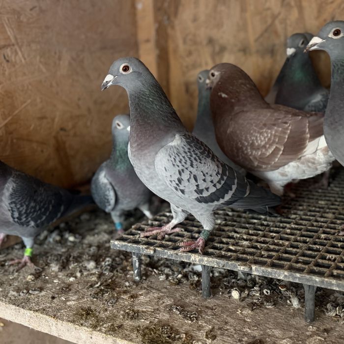 Porumbei voiajori fond-maraton