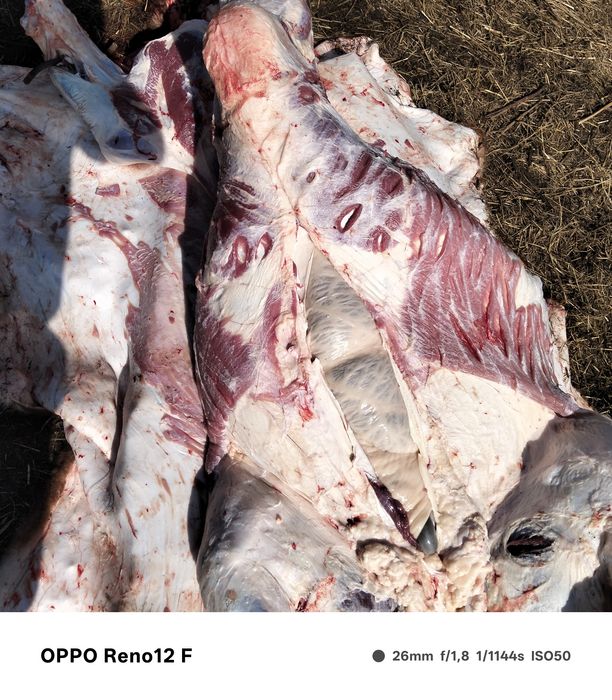 Продам свежее мясо говядины