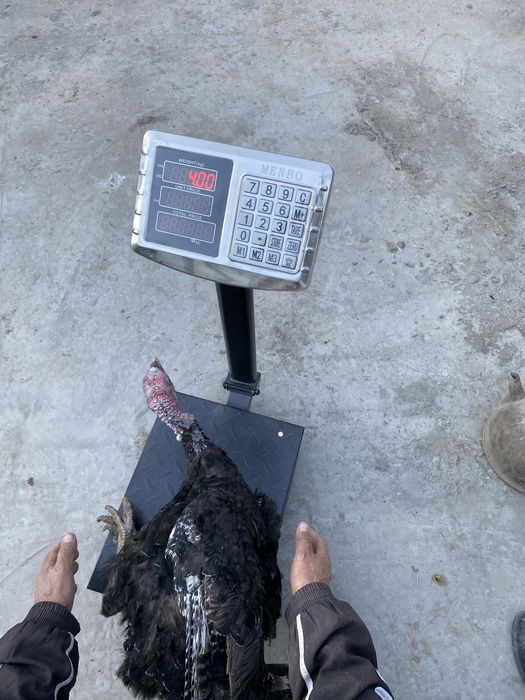 Erkak kurka sotiladi