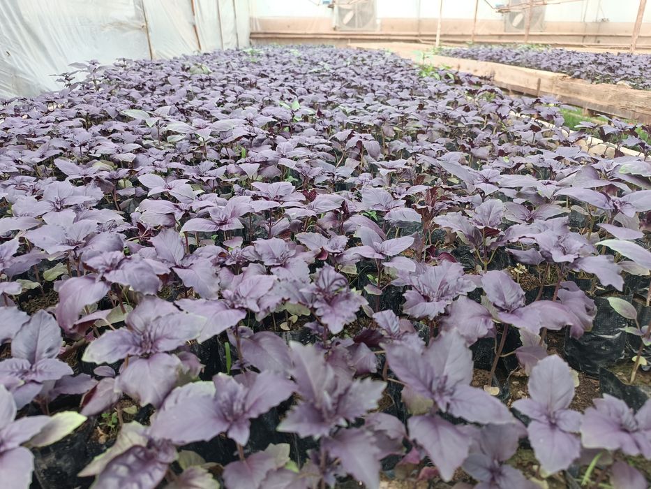 Rayxon Koʻchatlariga Zakaz Olamiz