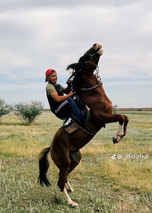 Екі құнан сатылады