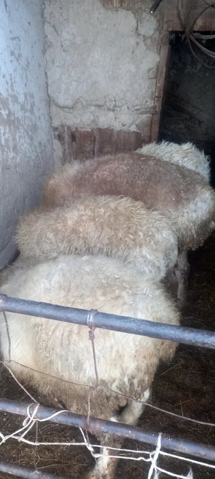 Семиз кошкар лар 4 ай бордакы