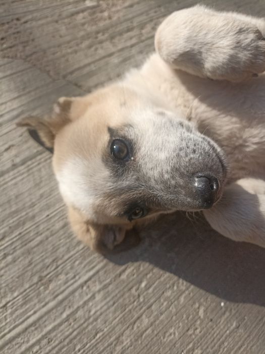 Отдадим собачку, девочку