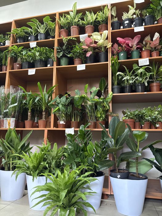 Распродажа комнатных растений