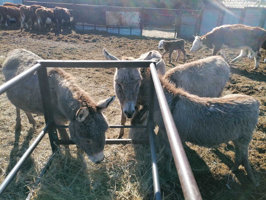 Есек сатылады екеу