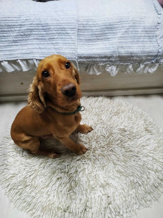 Выгул и Передержка животных