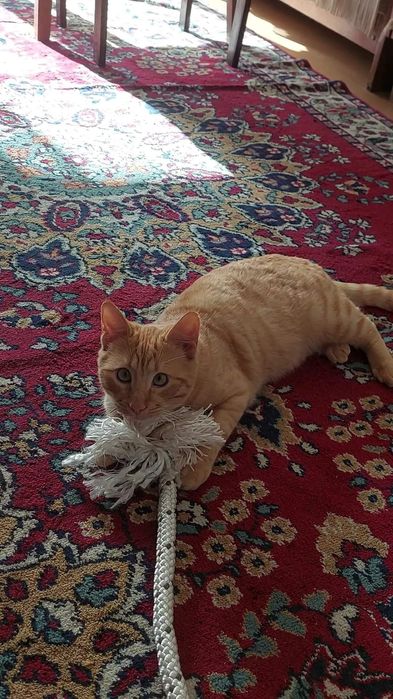 Гледане на животни (10г опит)