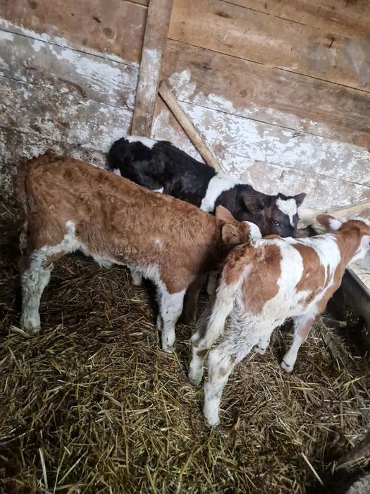 Vând vitei de lapte