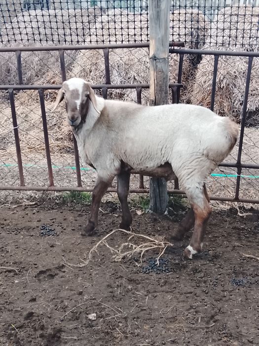 Продам бараный 9 месячные