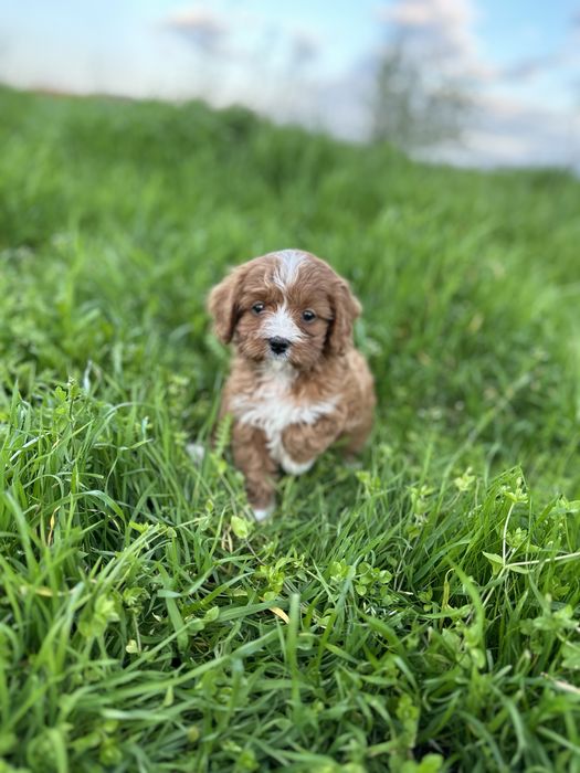 Кавапу / Cavapoo