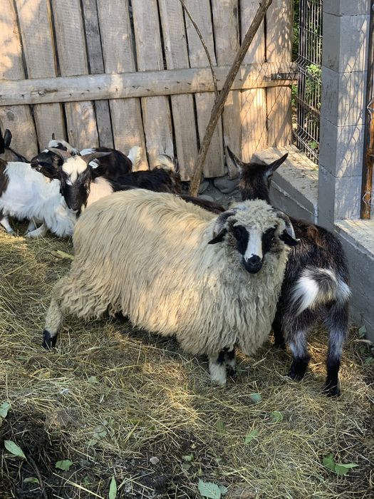 Un berbecuț și un ied de vânzare