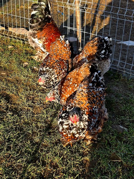 Ouă pentru incubat!