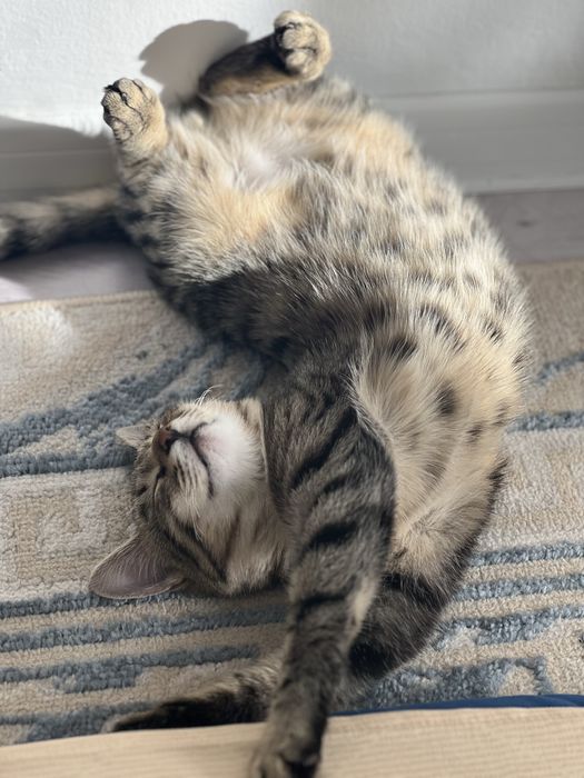 Кошечку в хорошие руки.