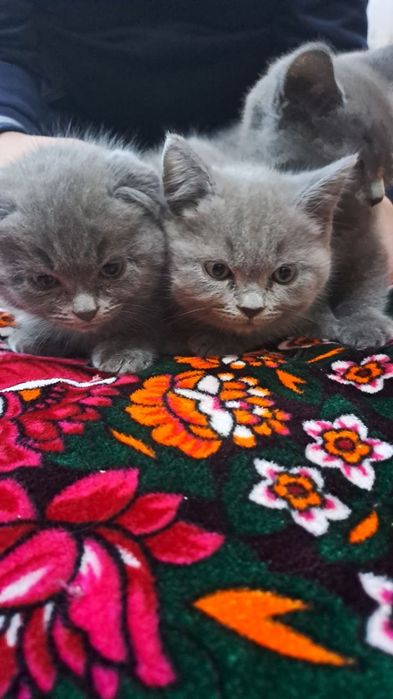 Mushuk bolalari (urg‘ochi)sotiladi