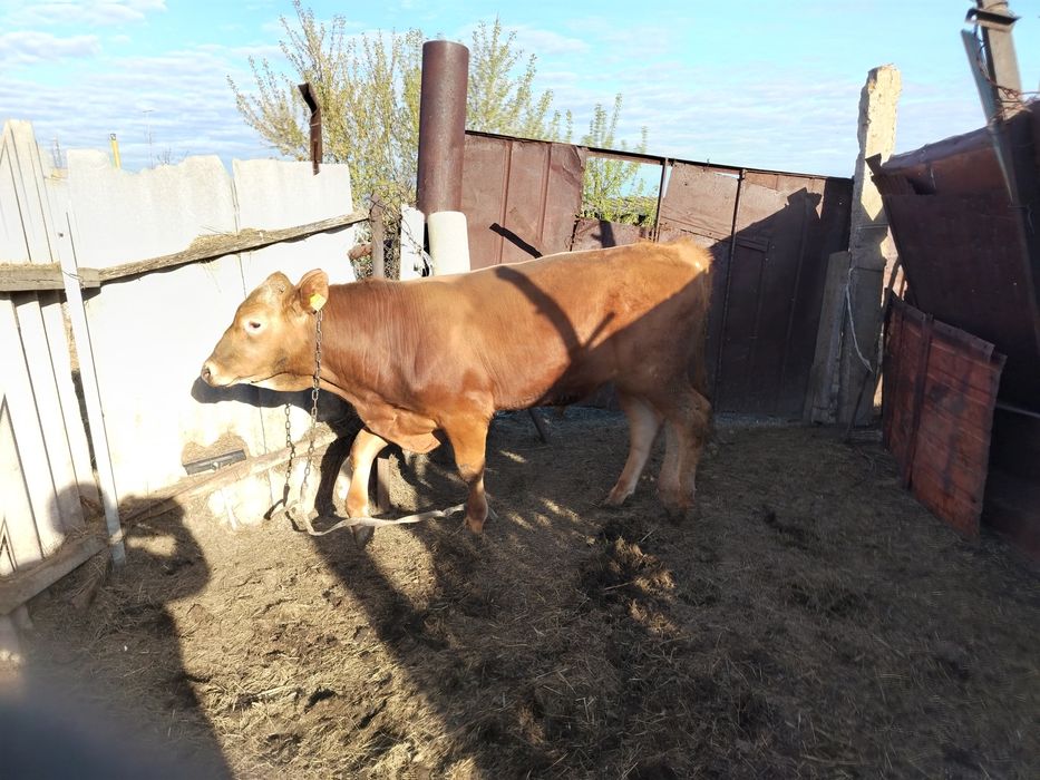 Продам 2 бычка откорм