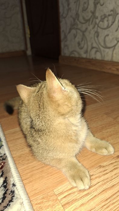Zotli uy mushugi