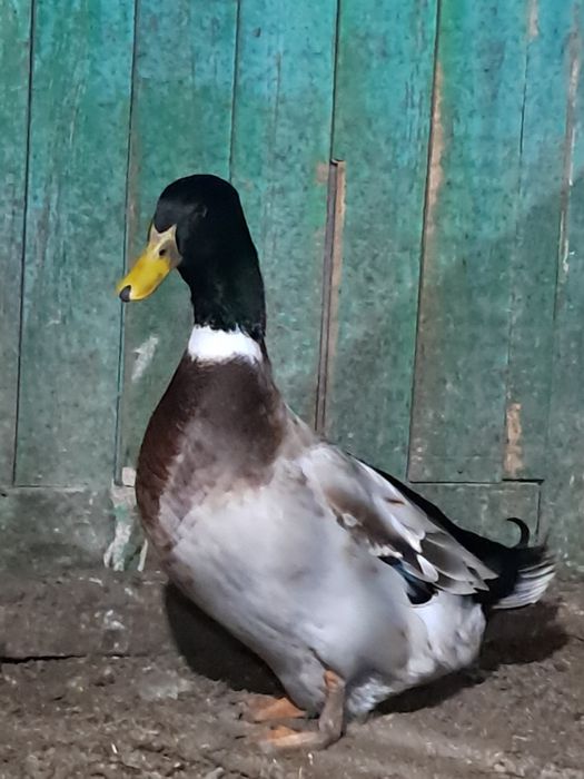 Продам на развод домашнегоселезня. .