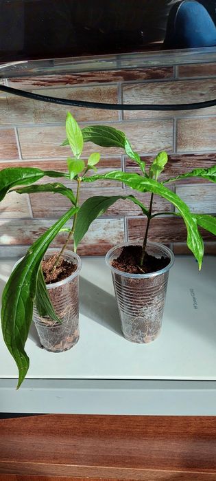 Продам ростки пахистахиса