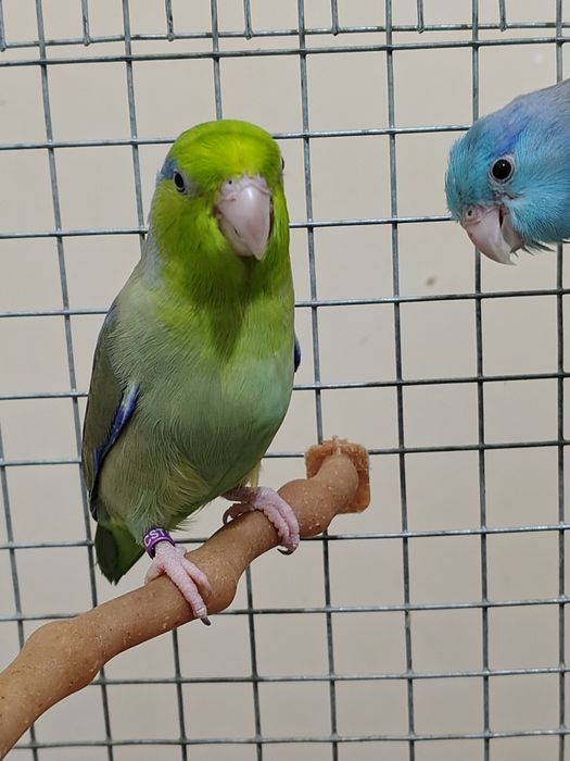 Papagali cu colivie cadou