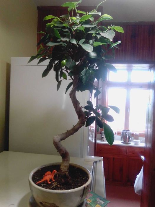 Продавам истински живи бонсаи