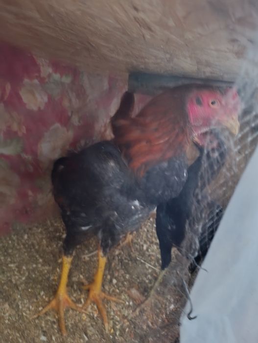 Дакан продам  только продажа