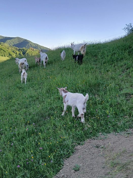 Vând capre cu ieduți.