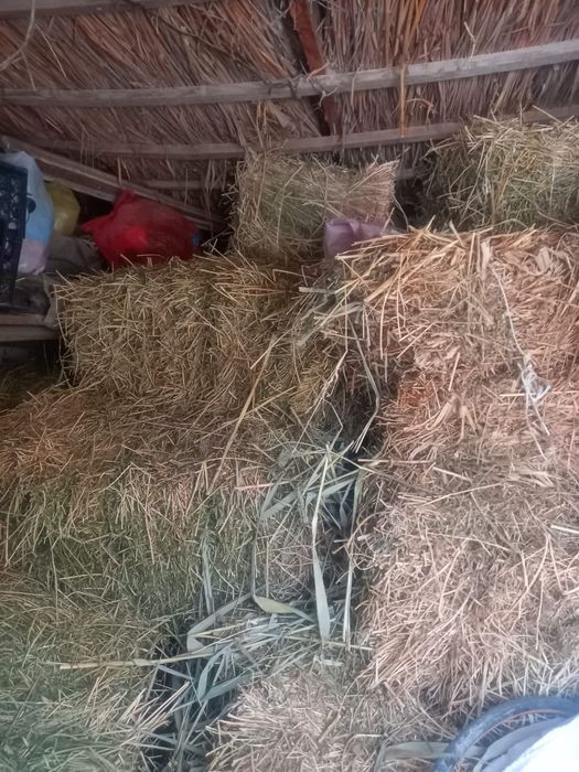 Жоңышқа сатылады